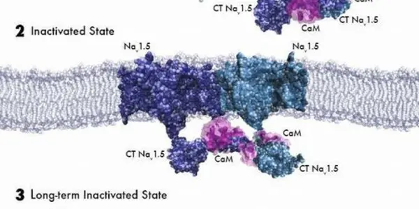 Calmodulin And Getting To The Heart Of The Heart