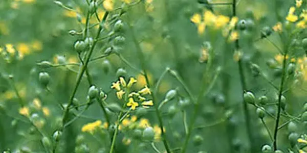 Science Of Liver Detox? Jet Fuel Seeds!