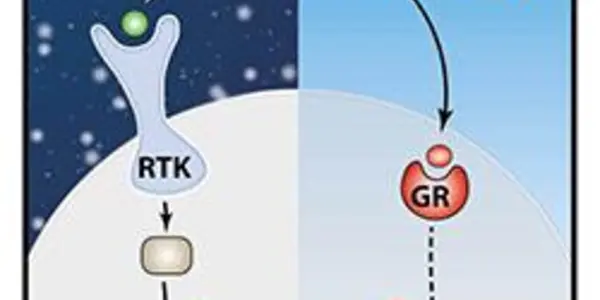 Cancer Might Grow Faster At Night