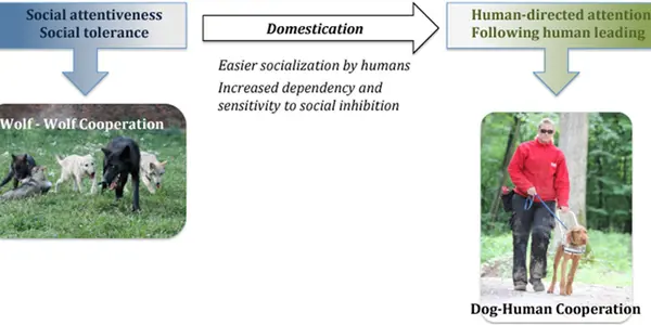 Canine Cooperation Hypothesis: Thank The Social Skills Of Wolves For Dog-Human Cooperation