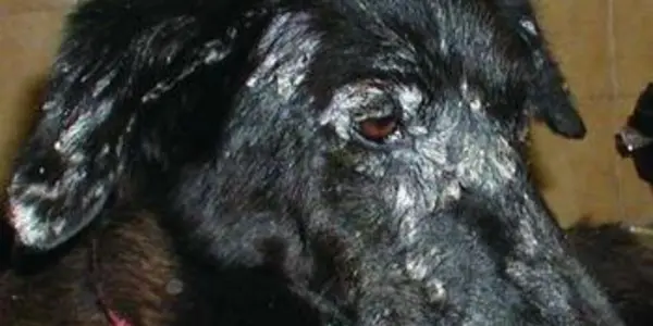 Leishmaniosis: Dog To Dog Transmission Without Biting Reported