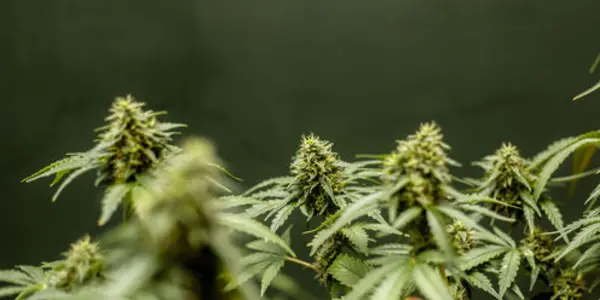Old Dope, New Tricks: The New Science Of Medical Cannabis
