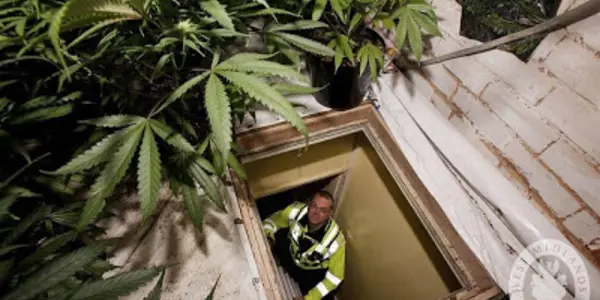 Like Most Supplement Purchasers, Believers Think Cannabidiol Is Medicine Despite No Evidence
