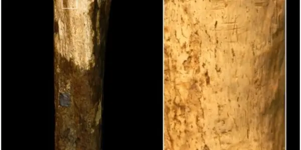 Cannibalism Is Our 1.5 Million-Year-Old Legacy, And For Other Animals It's Much Longer