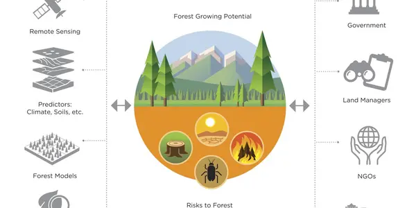 Carbon Offsets Won't Work Until There Is Science In How Trees Are Planted