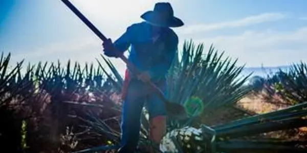 Earth Day Tequila: Toxic Carcinogen Maker Casa Herradura Is The Way To Go