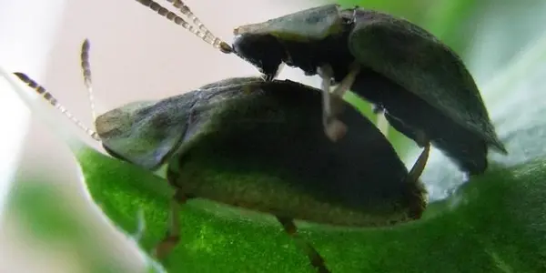How Beetles Have Sex With Such A Long Penis