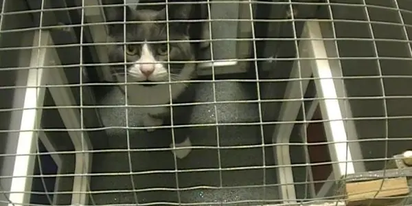 Cats Use Sight Over Smell When Finding Food