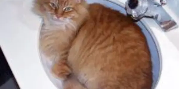 The Rheology Of Cats (are They Liquid Or Solid), The Deborah Number, And How It Won An Ig Nobel Prize