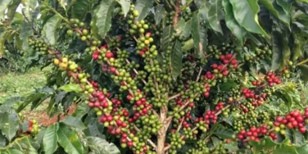 If Science Reduces The Biennial Effect In Coffee, Developing Nations Win