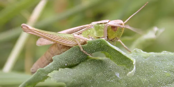 Grasshopper Green