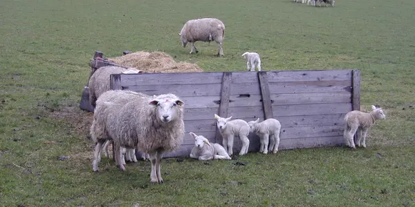 Will You Give Sheepswool Sheep?