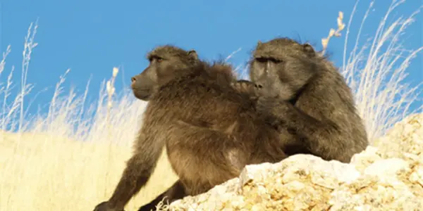The Ulterior Motive In Baboon Grooming
