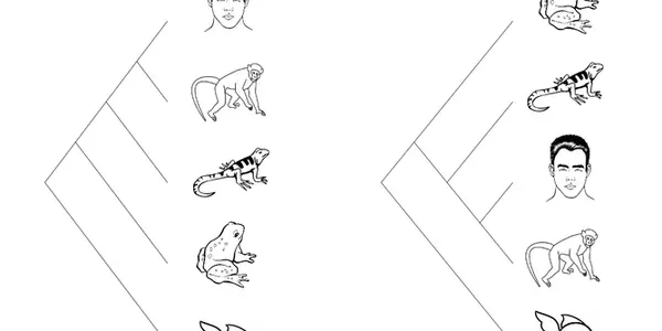 'Missing Link' Stories - Scientists Need To Choose Metaphors Wisely