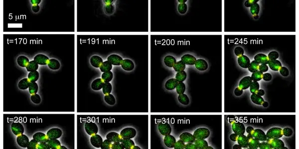 Live cells in real time