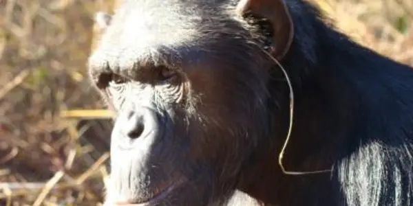 Chimps Develop Traditions: How Grass In Ears Started A New Fashion Trend