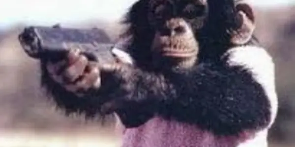 The Recipe For Chimpanzee Reproductive Success?   Bring Home The Bacon (Literally)