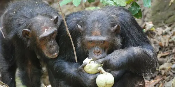 Human Gut Bacteria Much Different Than Apes