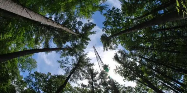 Chlorophyll Fluorescence: Forest Glow Of Photosynthesis Activity Can Be Tracked From Space