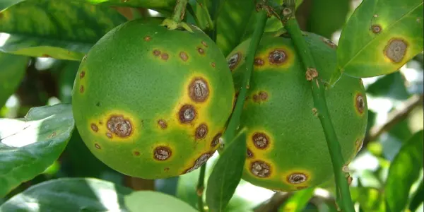 Citrus Canker Returns To Texas, This Time With An Asian Strain