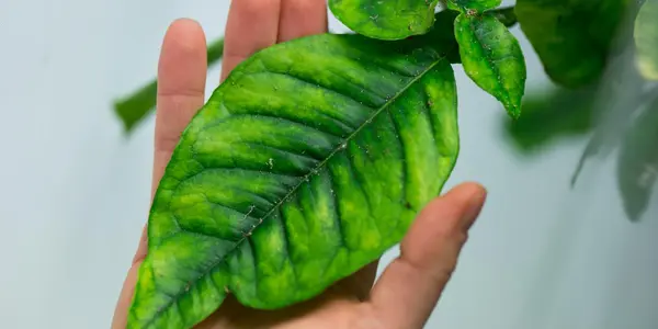 Citrus Greening Disease's Gut-Wrenching Effect On Insect Vector