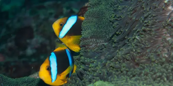 Nemo And Chips? Tropical Fish Might Flee Warming Waters, Head To The Poles