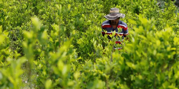 Coca Leaf: Native Heritage Or Dangerous Drug?
