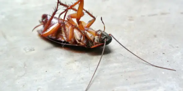 Ants, Twinkies, Cockroaches; What Could Really Survive A Nuclear Apocalypse?