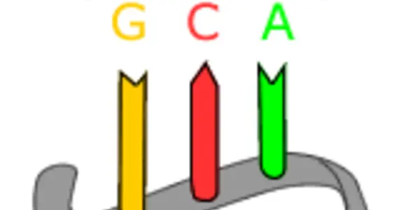 Evolutionary Transitions And Codon Bias