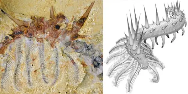 Collinsium Ciliosum: New Species Of ‘Super-Armored’ Worm Discovered