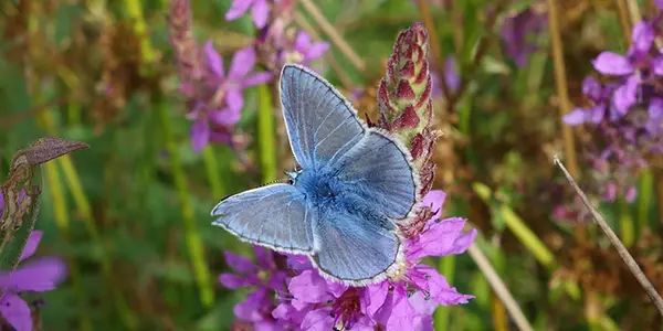 Urban Pollinators Project - Beyond Bees
