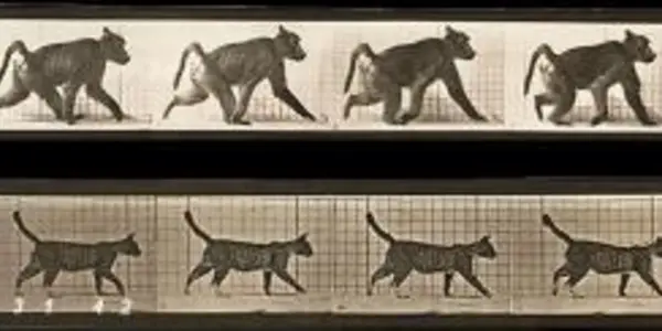 Uner Tan Syndrome: Walking On All Fours Is Not Backward Evolution