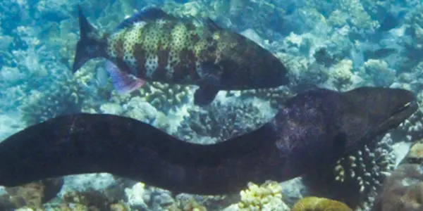 Why You Can't Catch Any: Fish Are As Smart As Chimpanzees