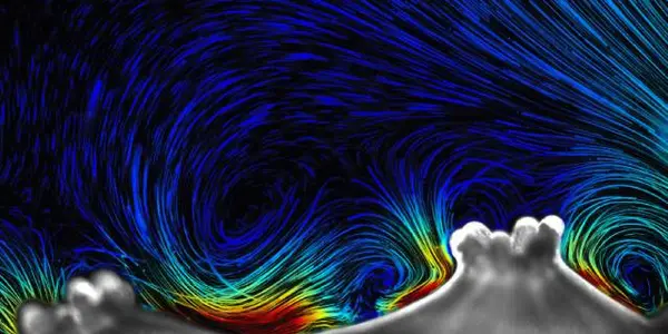 Corals: Not So Passive, They Are Nature's Tiny Engineers