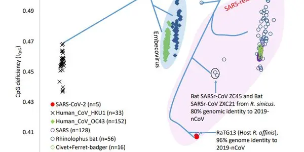 From Bats To Humans: What Role Did Stray Dogs Play In Wuhan's SARS-CoV-2 Pandemic?