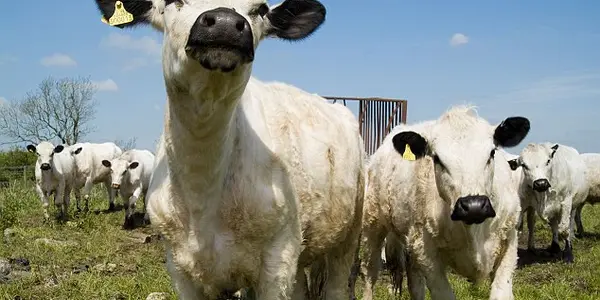 Prehistoric Dairy Farming At Extreme Latitudes