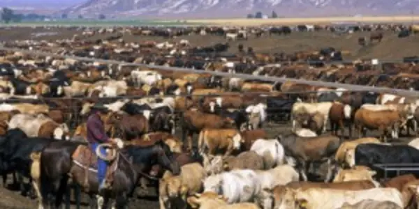 29-Year 100 Billion Animal Study Reinforces Safety Of GM Foods
