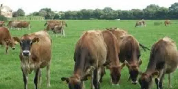 No, Cows Don't Make Fertilizer