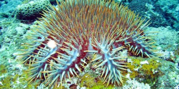 Great Barrier Reef: High-tech Fertilizers And Other Science To The Rescue