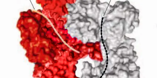 Cas9 Enzyme Is A Genome-Editing Tool