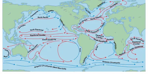 Daytime Dining On Squid: An Oceanography Lesson