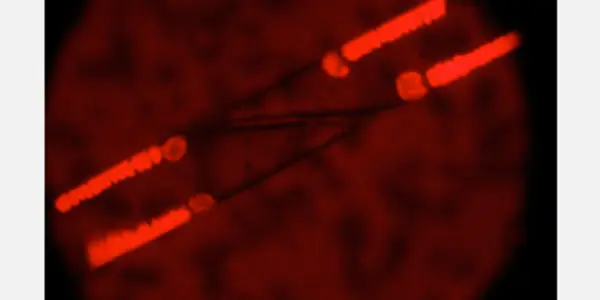 Mysterious New Algae Forces Rethink In Ocean's Carbon And Nitrogen Cycles