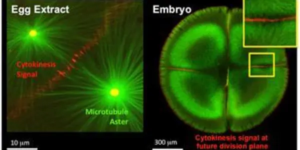 Cytokinesis Lite: Cellular Division, Now With No Cells!