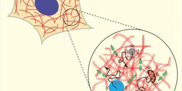 Cytoplasm: Inside The Cell, An Ocean Of Fluctuating Waves
