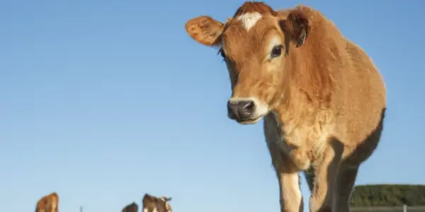 The Real Cost Of Milk