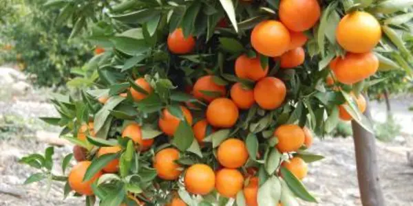 Citrus Fruit And Tea May Reduce Ovarian Cancer Risk