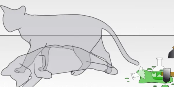 Schrödinger's Cat Is Not Just Alive And Dead, He's Both In 2 Places At Once