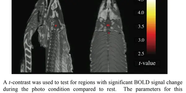 Neuroimaging: From Dead Fish To Diagnostics?