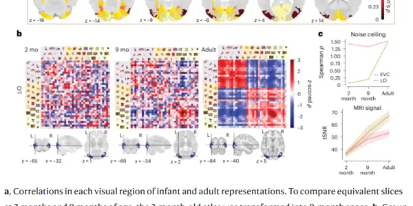 At 2 Months, Babies Can Categorize Objects