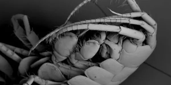 The Invasion Of The Intersex Demon Shrimp